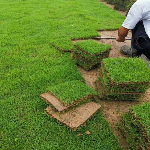 广州绿化草皮工程真草坪带泥土四季常青台湾草马尼拉庭院花园别墅 兰